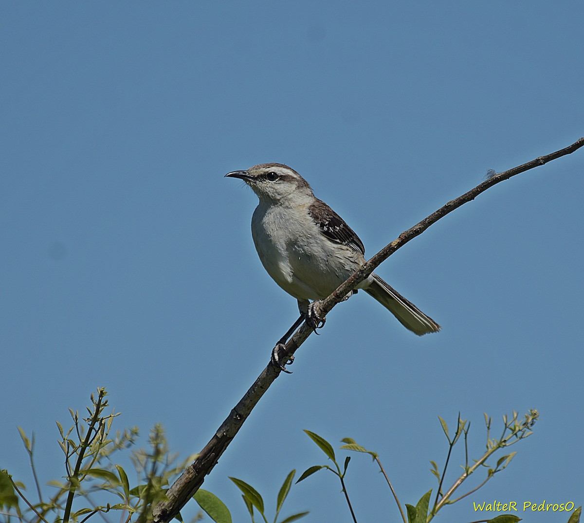 Chalk-browed Mockingbird - ML646305977
