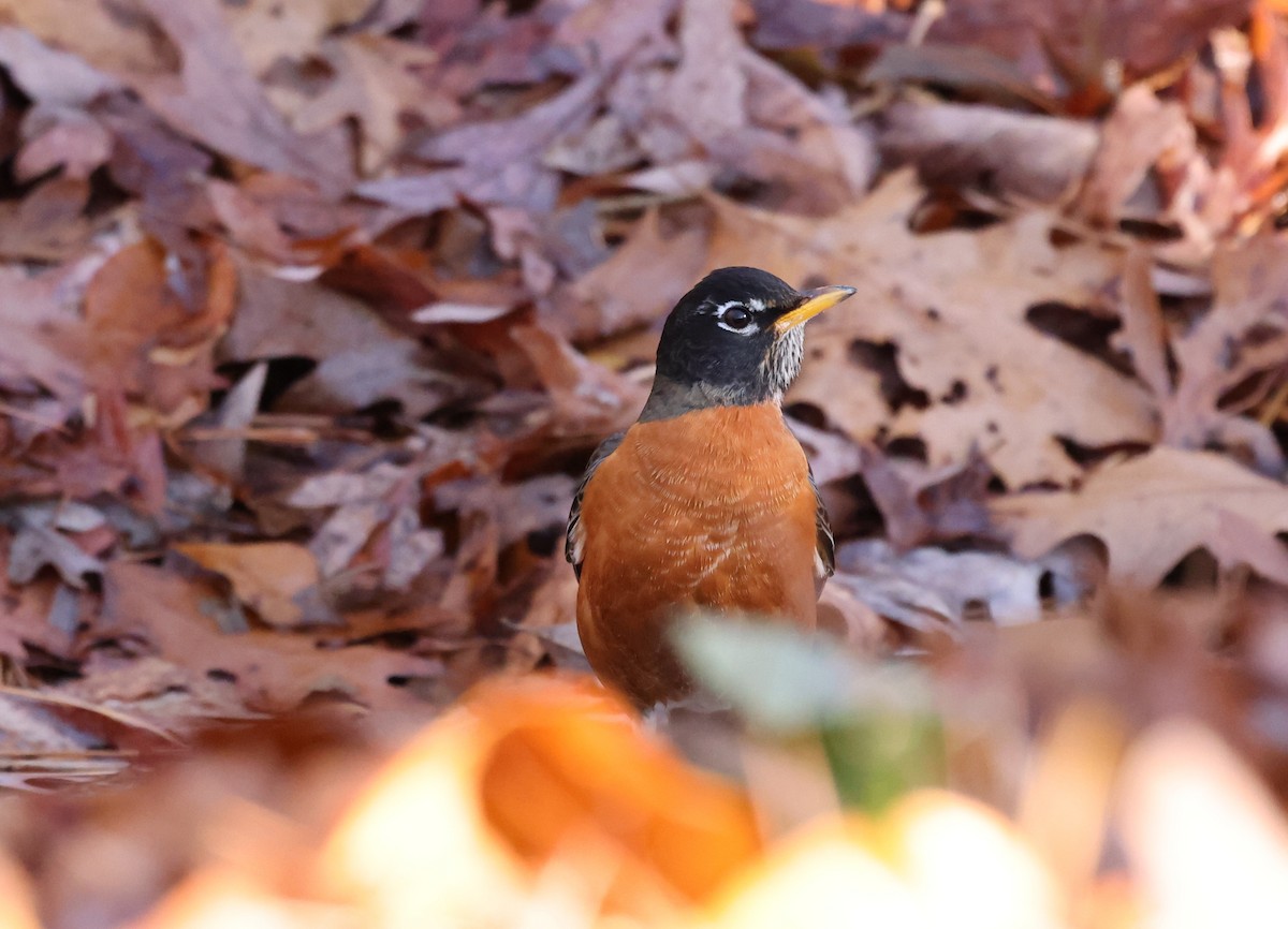 コマツグミ - ML646305978