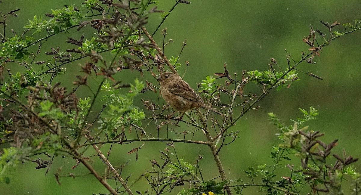 Plain-colored Seedeater - ML646305979