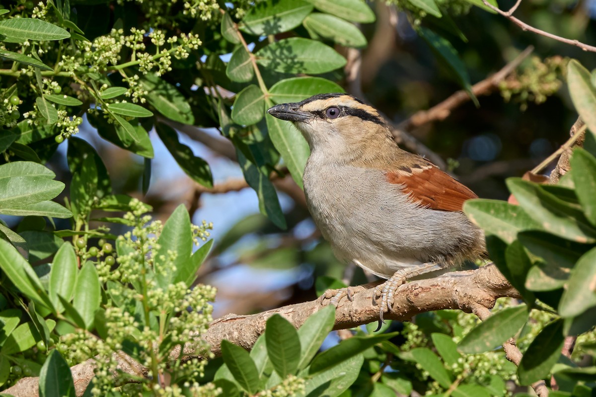 Black-crowned Tchagra - ML646305983