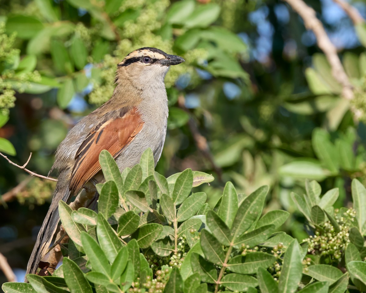 Black-crowned Tchagra - ML646305984