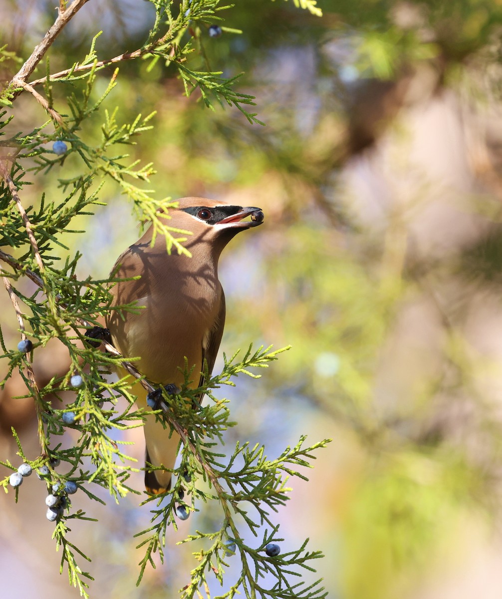 ヒメレンジャク - ML646305986