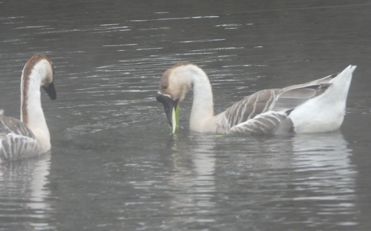 husa labutí (domestikovaná) - ML646305987