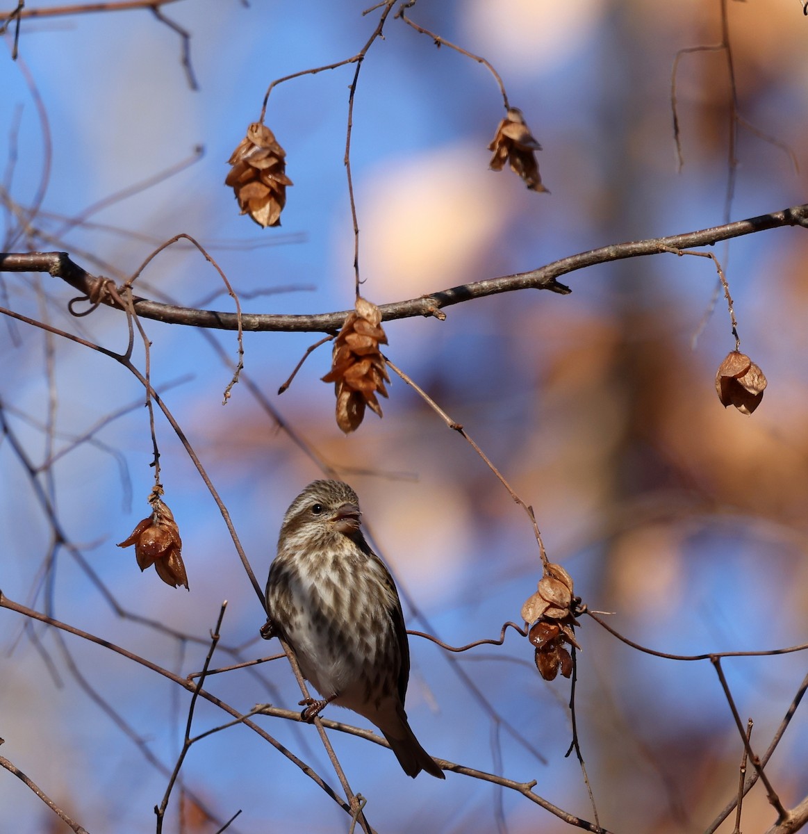 ムラサキマシコ - ML646305991