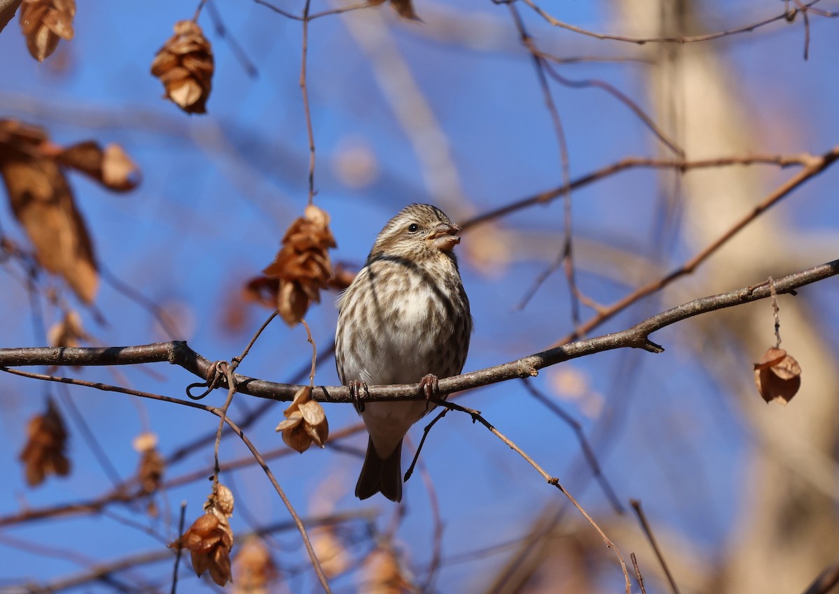 ムラサキマシコ - ML646305992