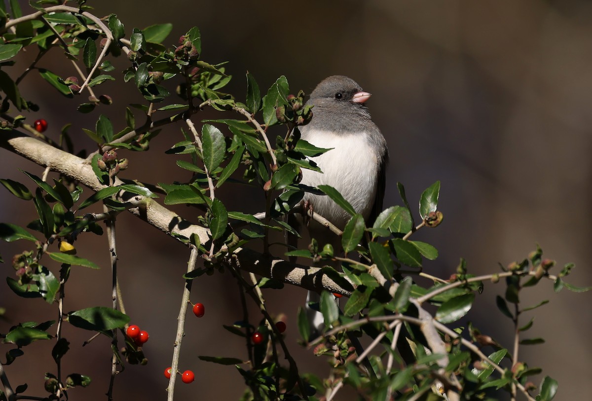 ユキヒメドリ - ML646305996