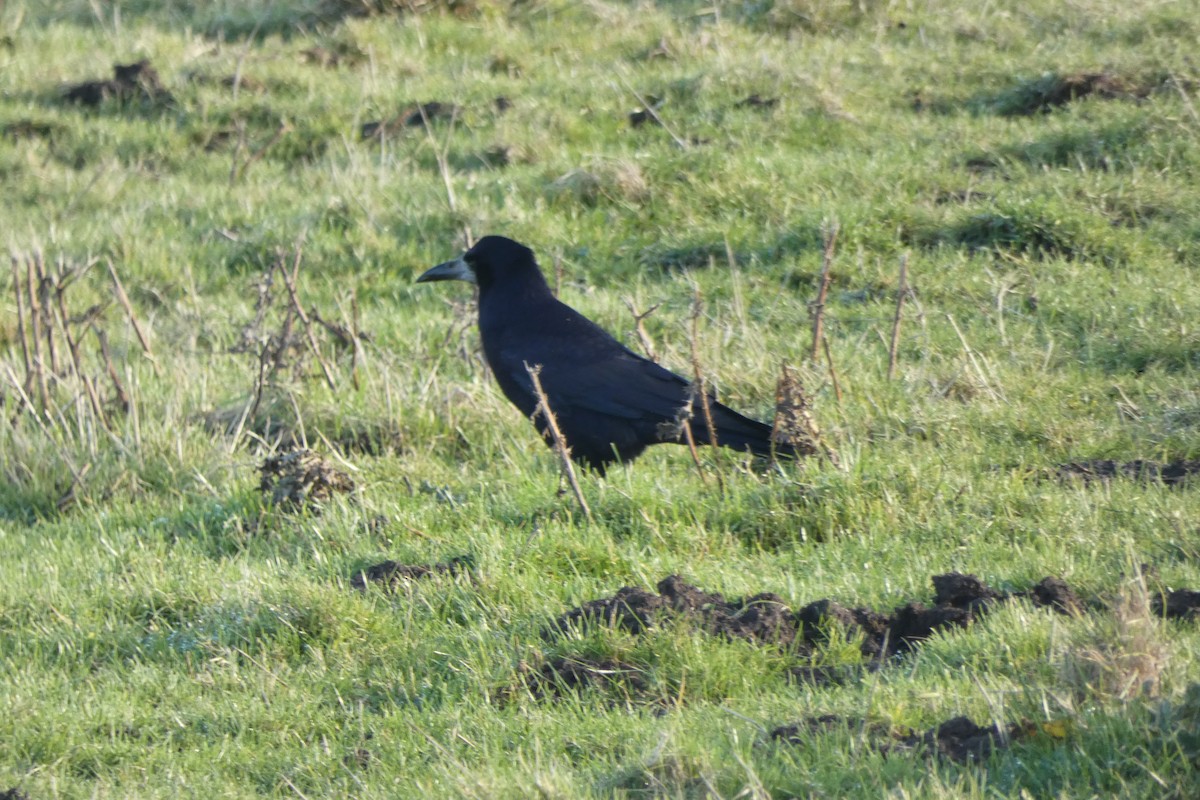 Ekin Kargası - ML646305997