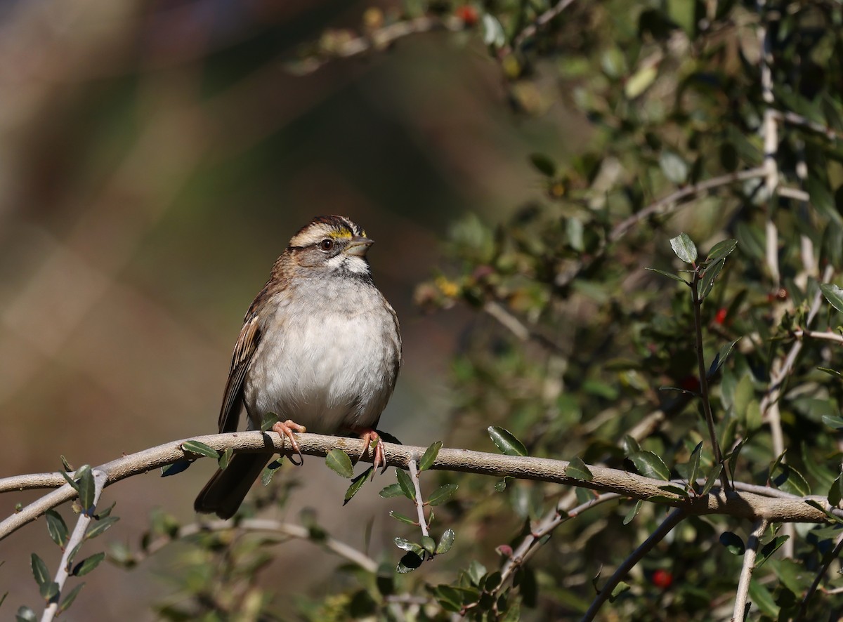 ノドジロシトド - ML646306002