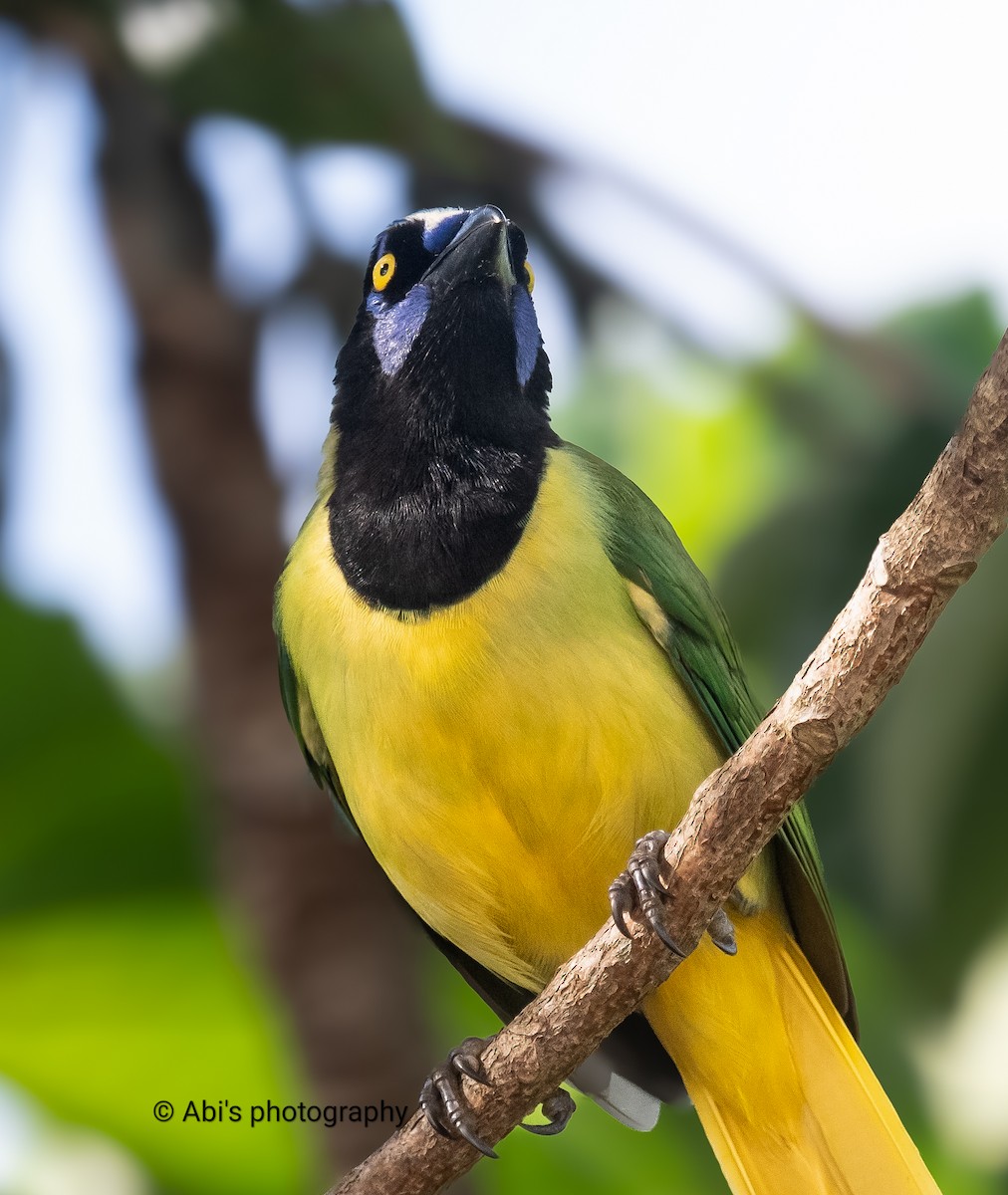 Green Jay - ML646306003