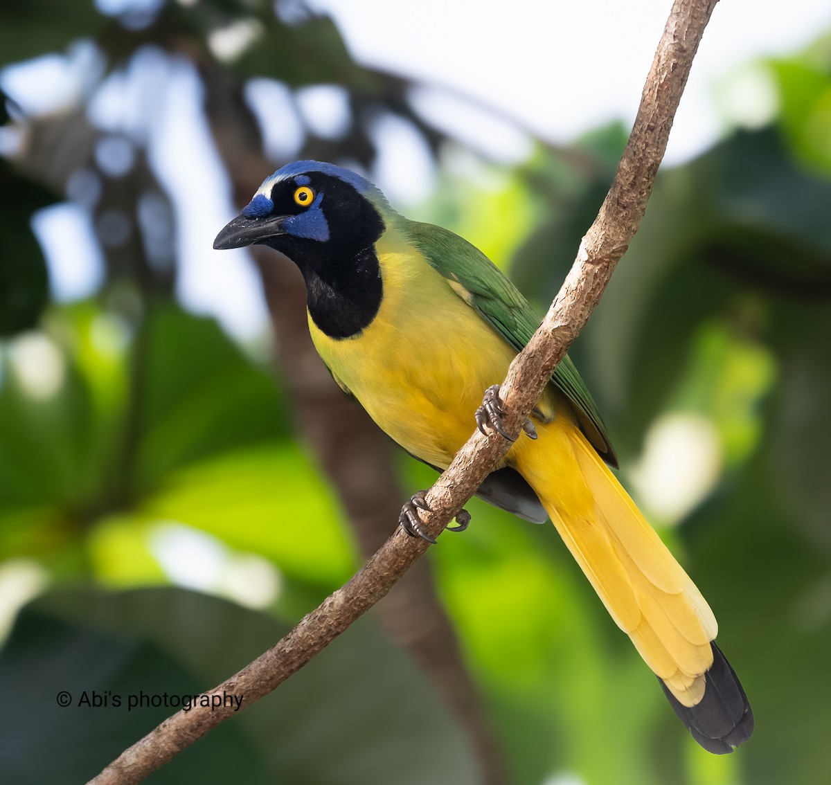 Green Jay - ML646306004