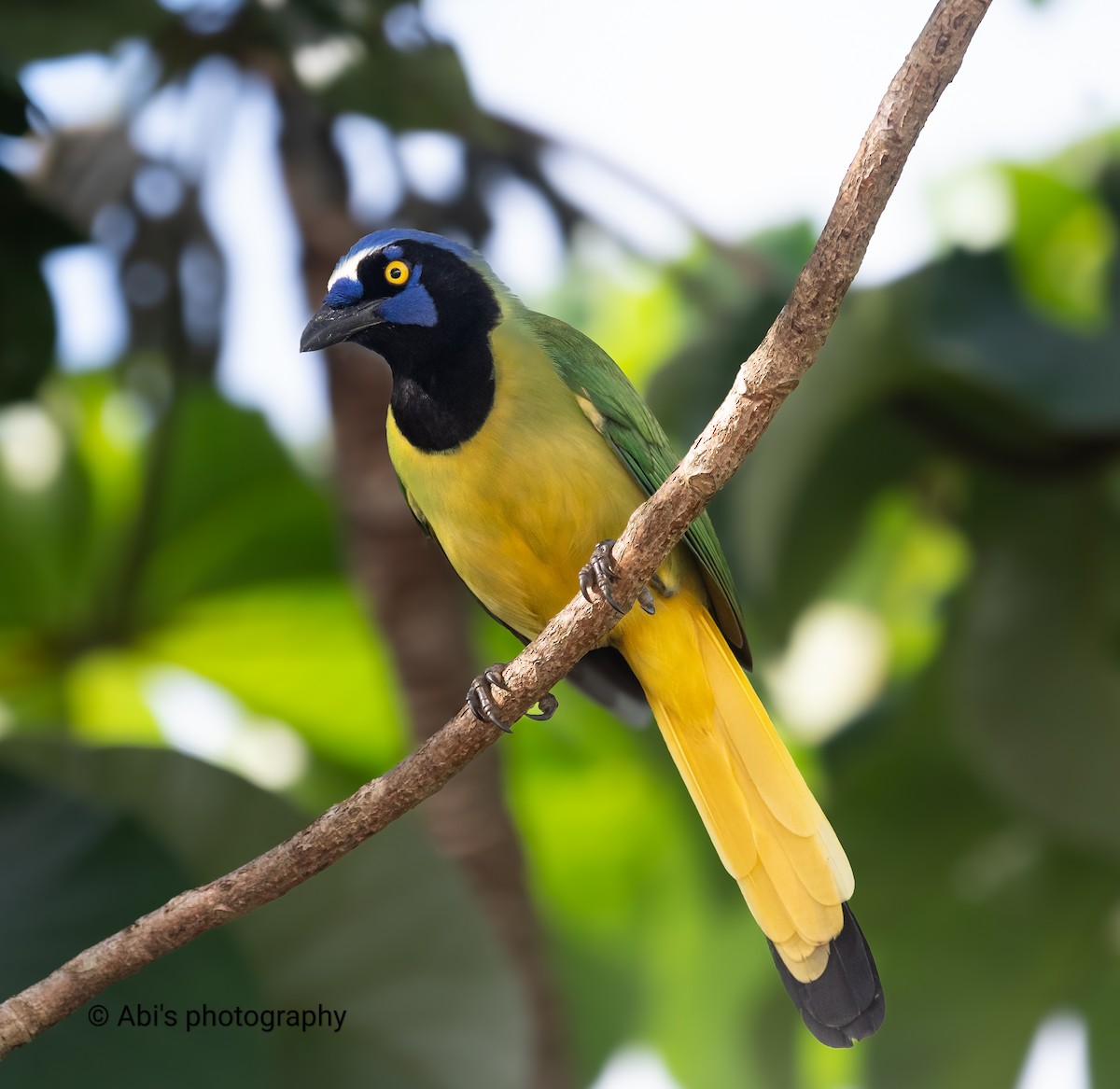 Green Jay - ML646306005