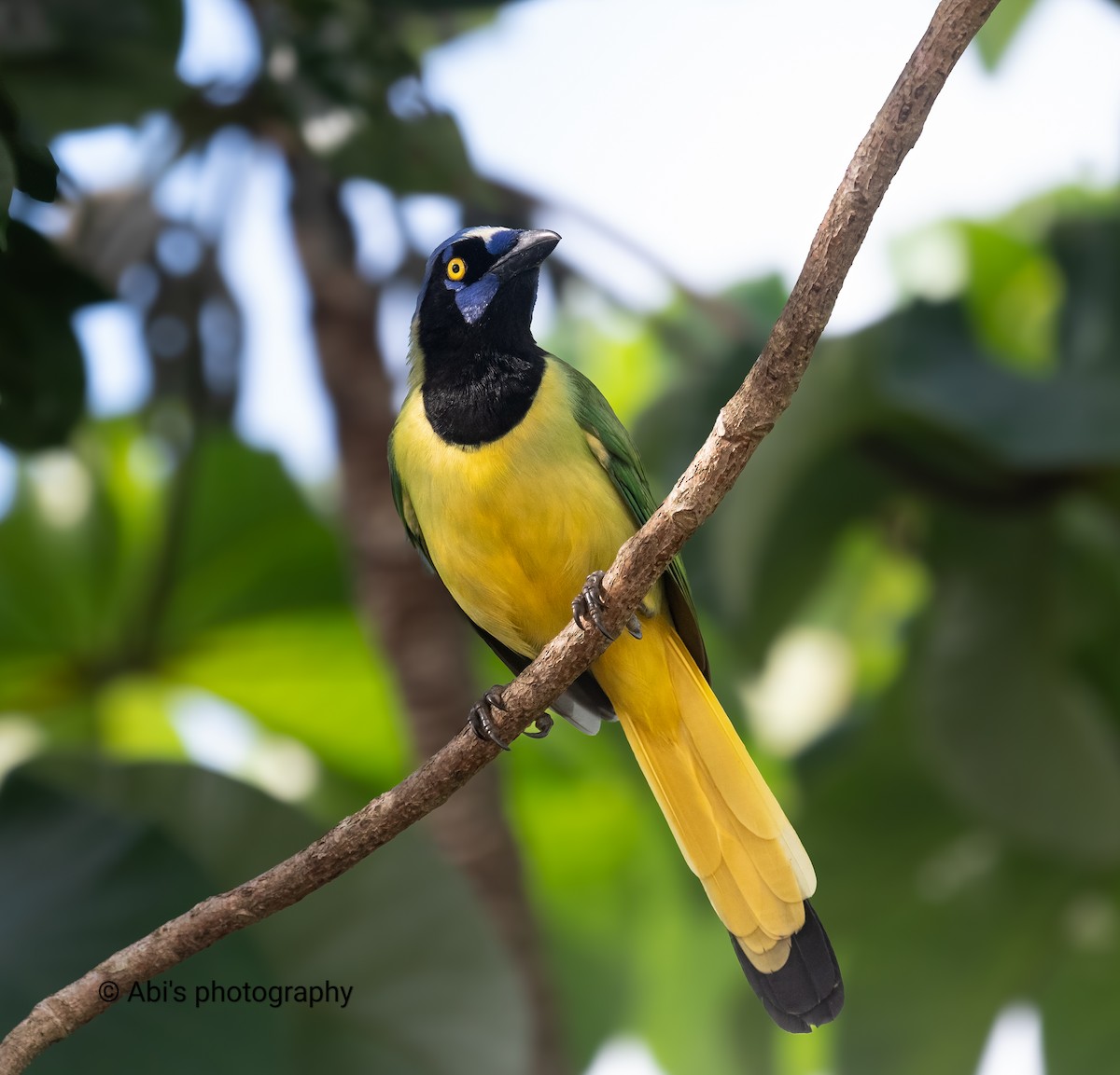 Green Jay - ML646306006