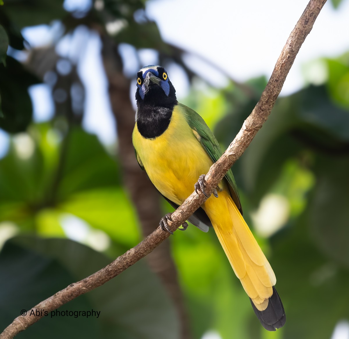 Green Jay - ML646306007