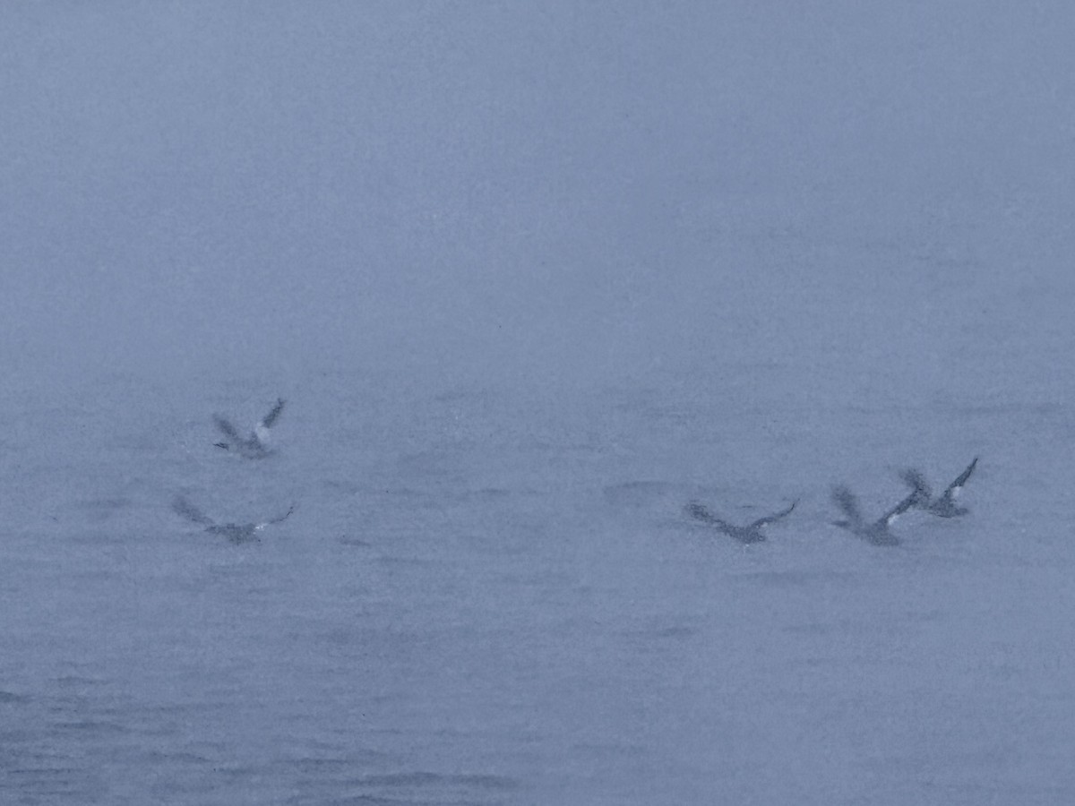 Common Merganser - ML646306008