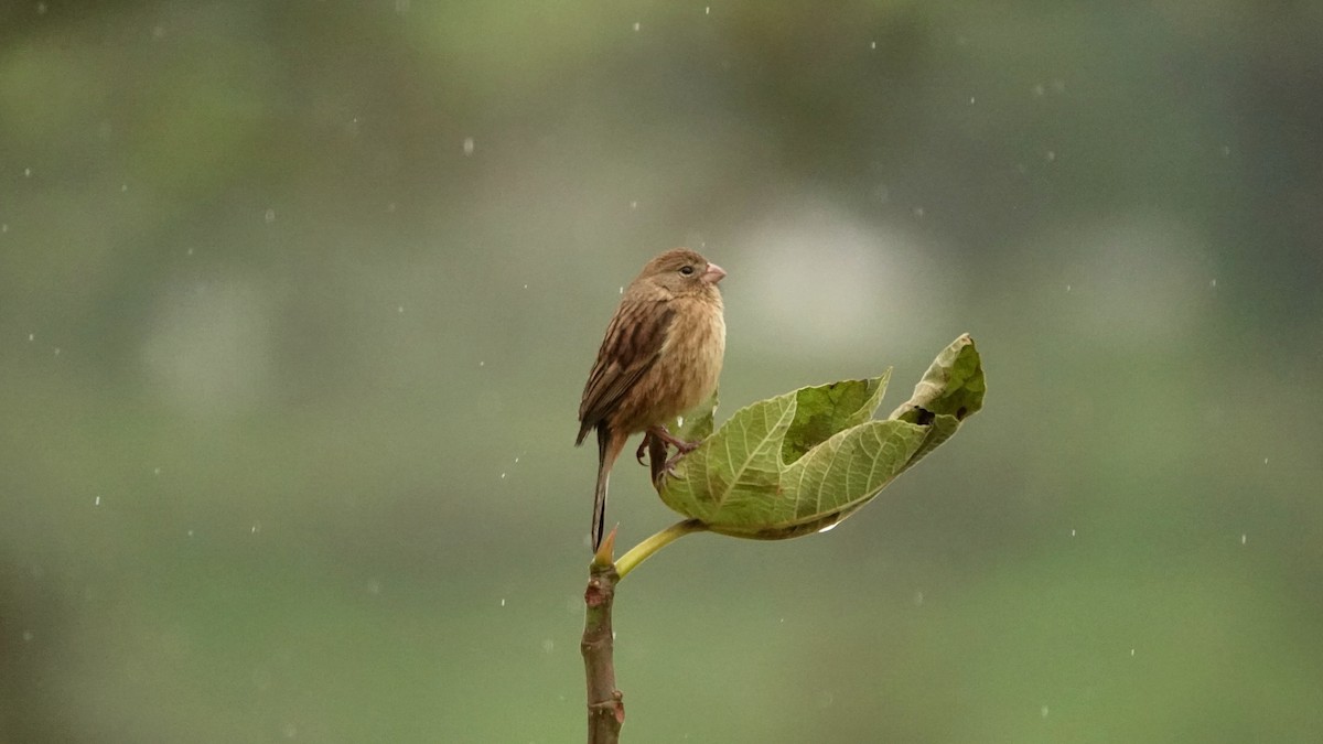 Plain-colored Seedeater - ML646306009