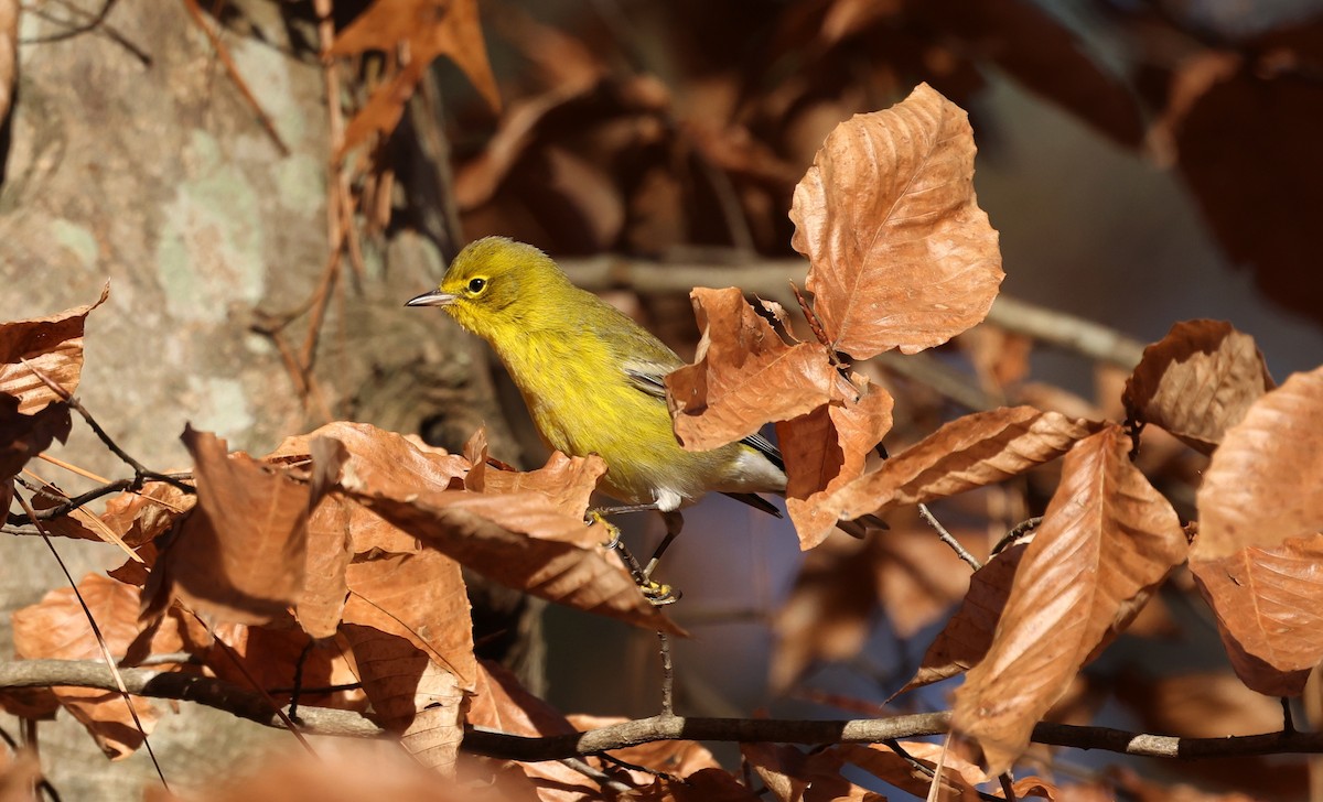 マツアメリカムシクイ - ML646306011