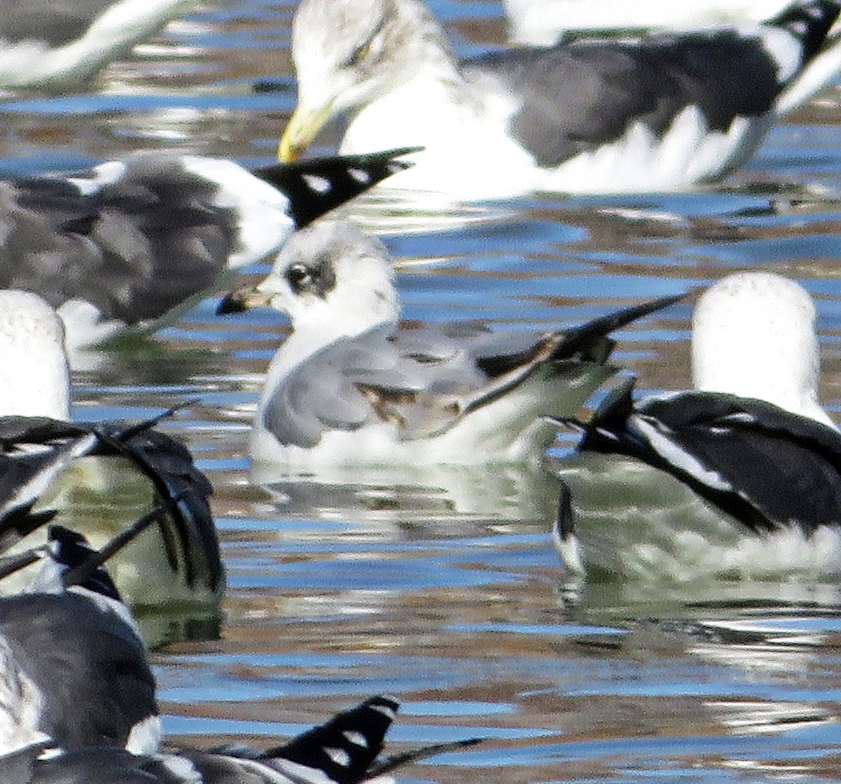 Mediterranean Gull - ML646306017