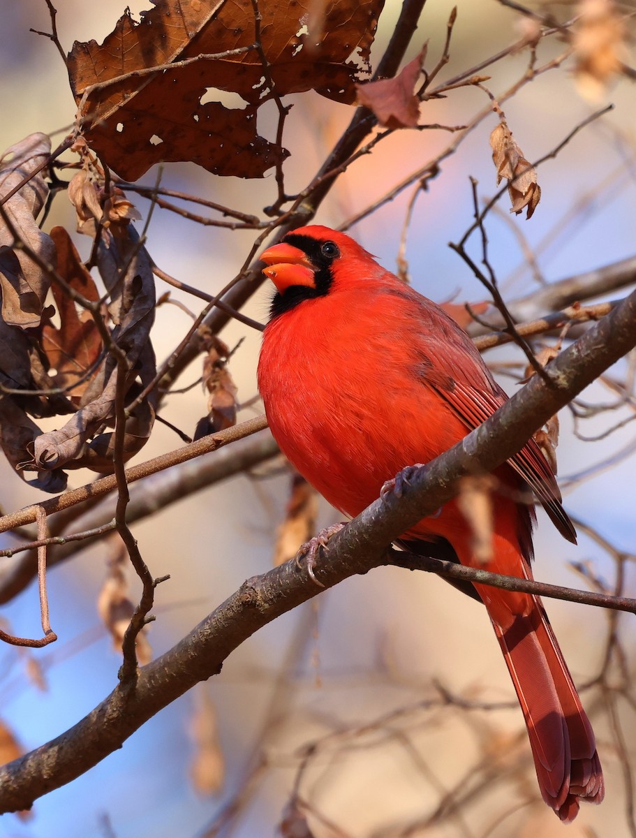 ショウジョウコウカンチョウ - ML646306019