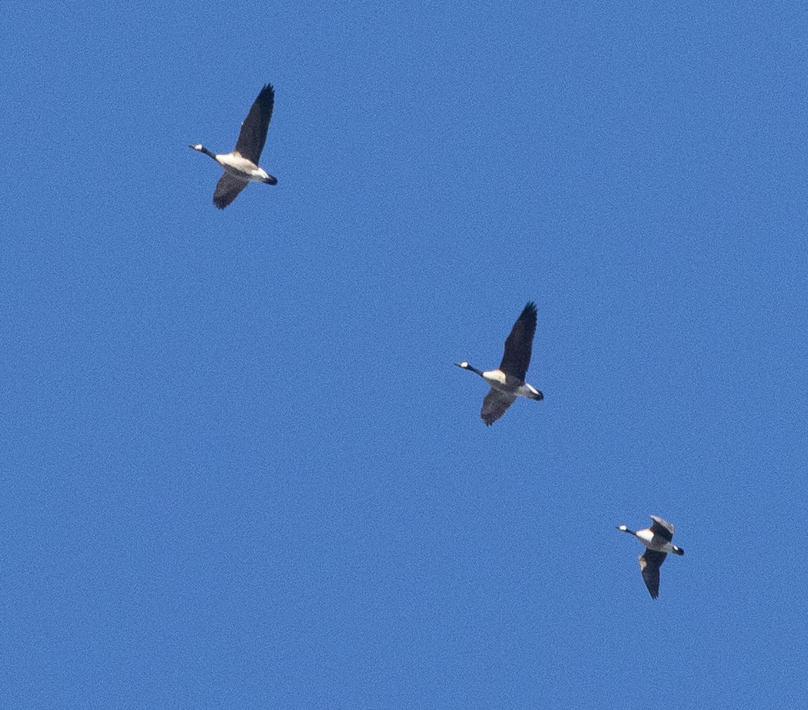 Cackling Goose - ML646306021