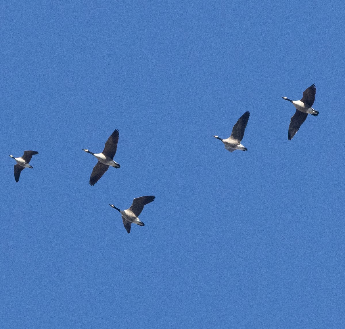 Cackling Goose - ML646306022