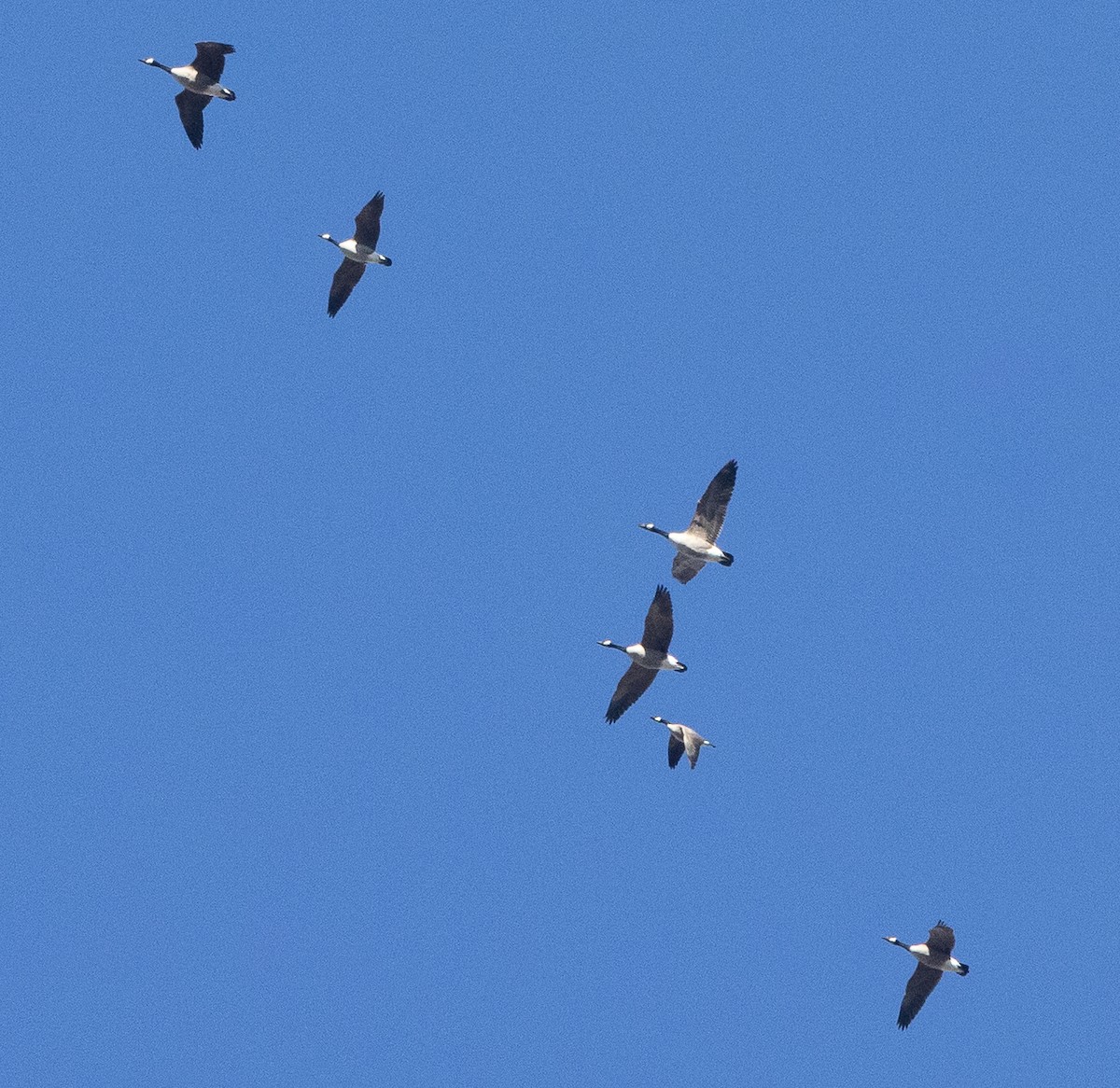 Cackling Goose - ML646306023