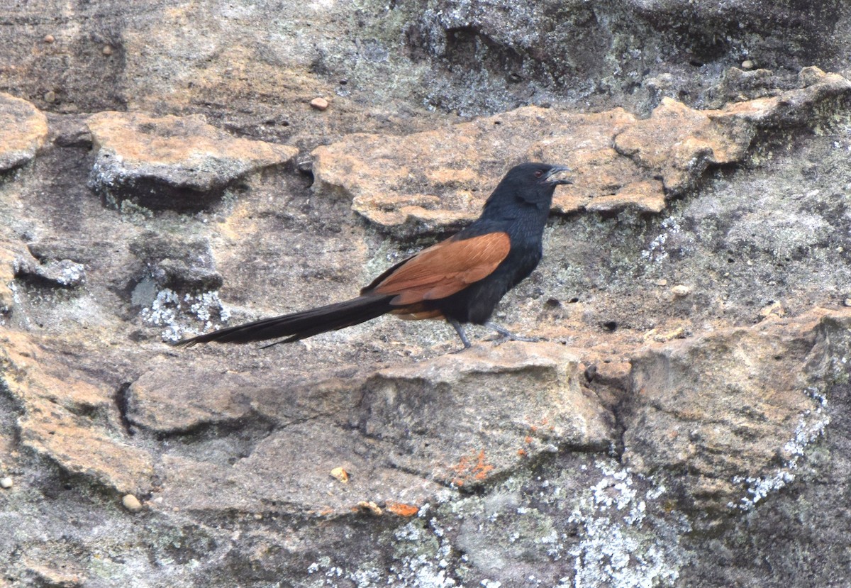 Malagasy Coucal - ML646306035
