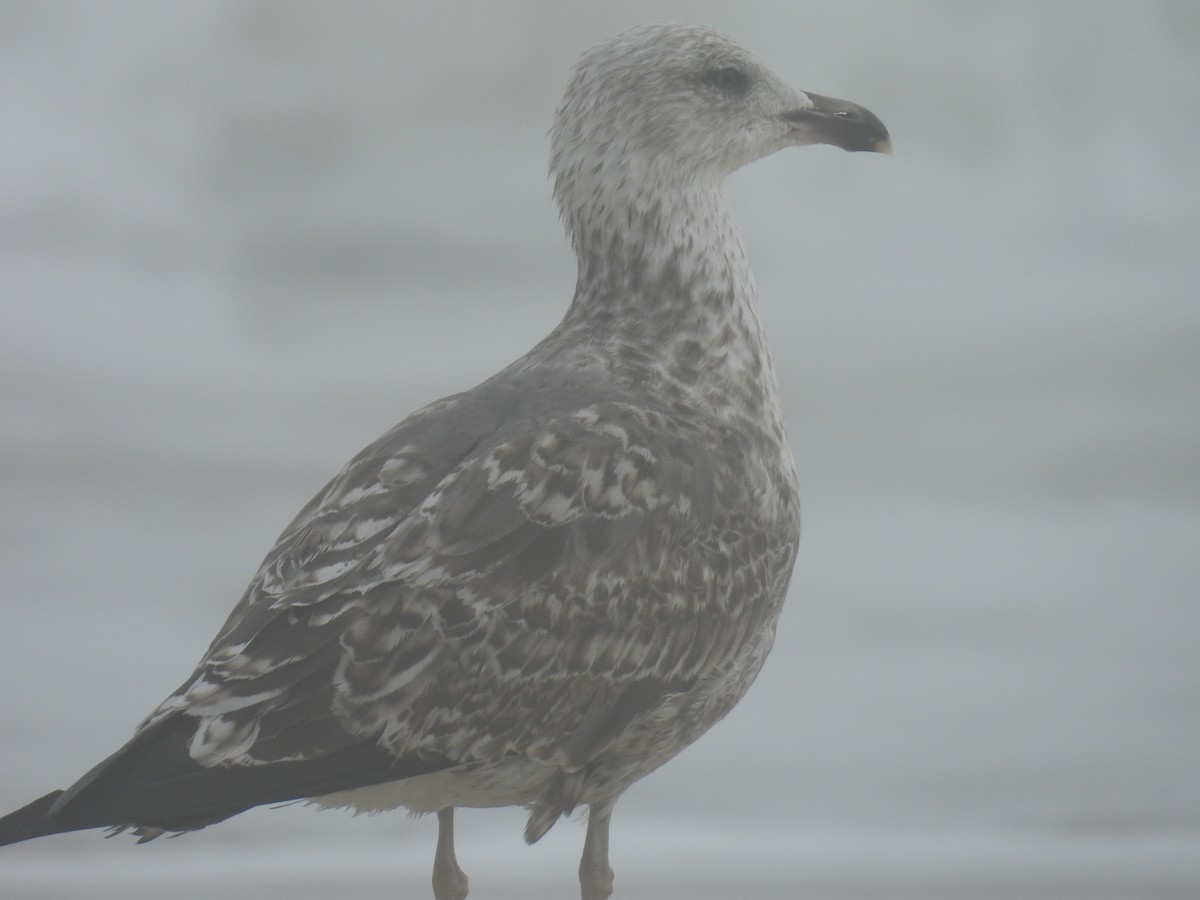 Kaio iluna - ML646306037