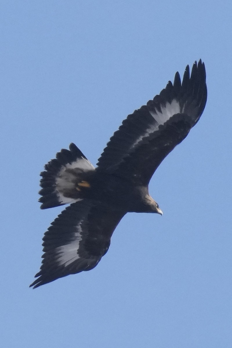 Golden Eagle - ML646306038