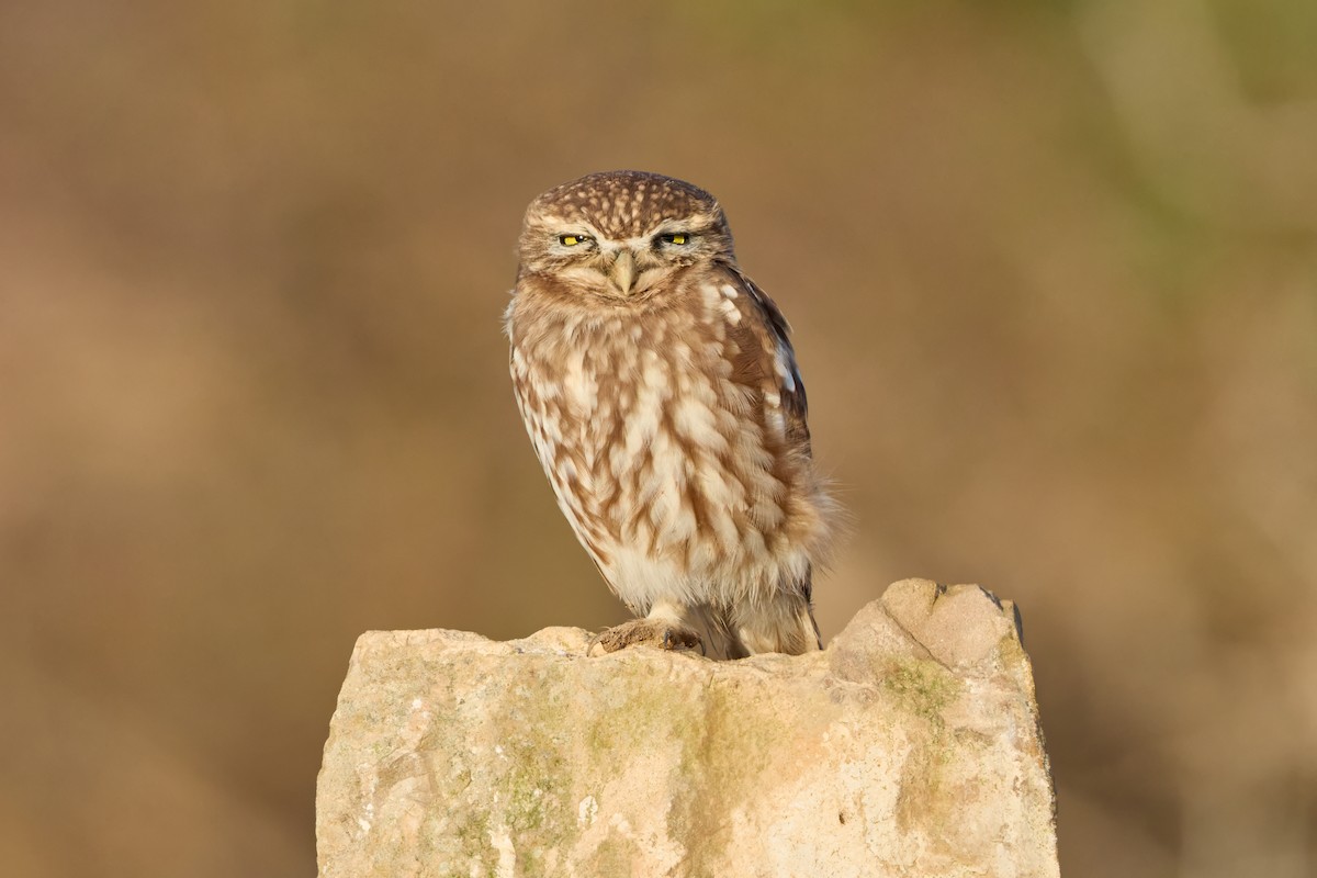 Little Owl - ML646306039