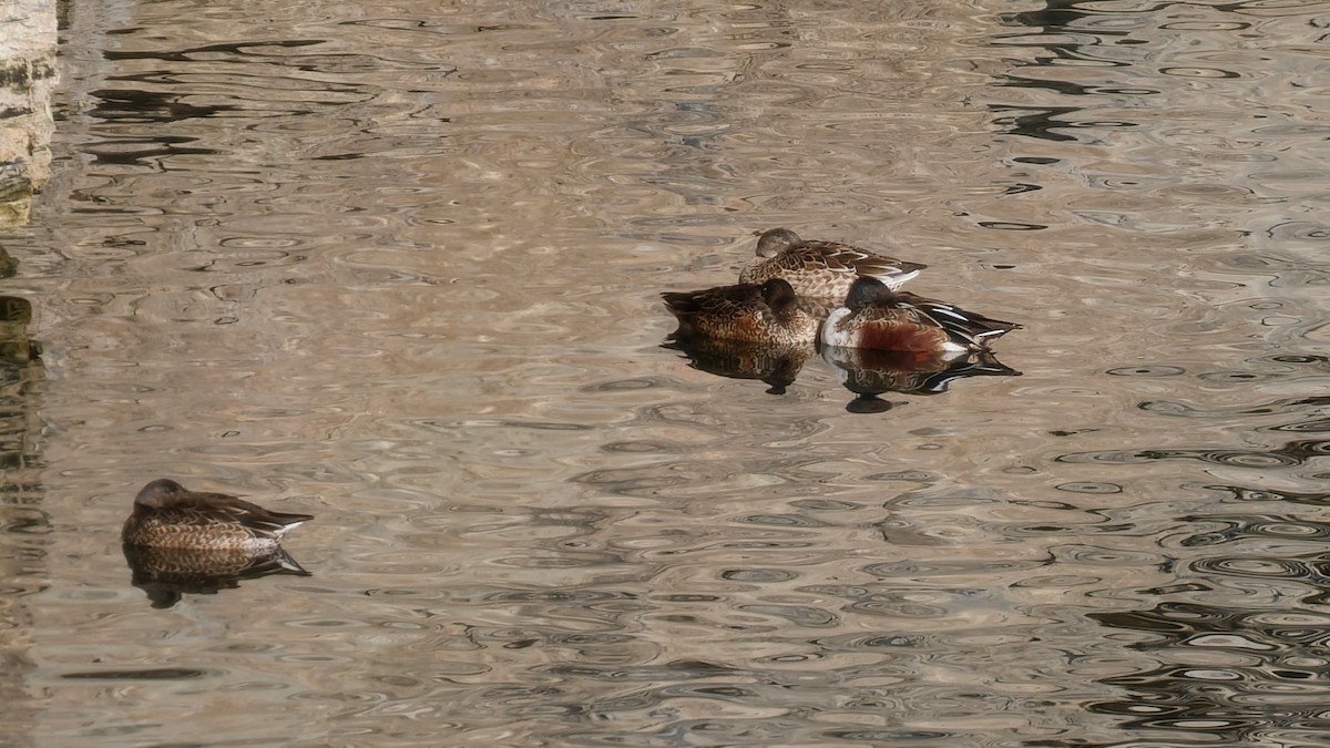 lžičák pestrý - ML646306043