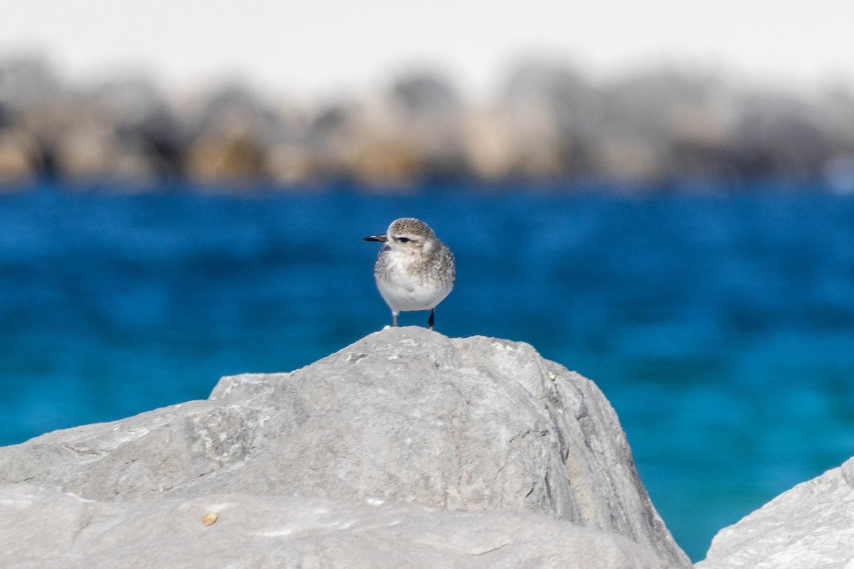 Chorlito Gris - ML646306051
