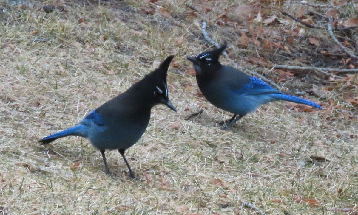 Steller's Jay (Southwest Interior) - ML646306053
