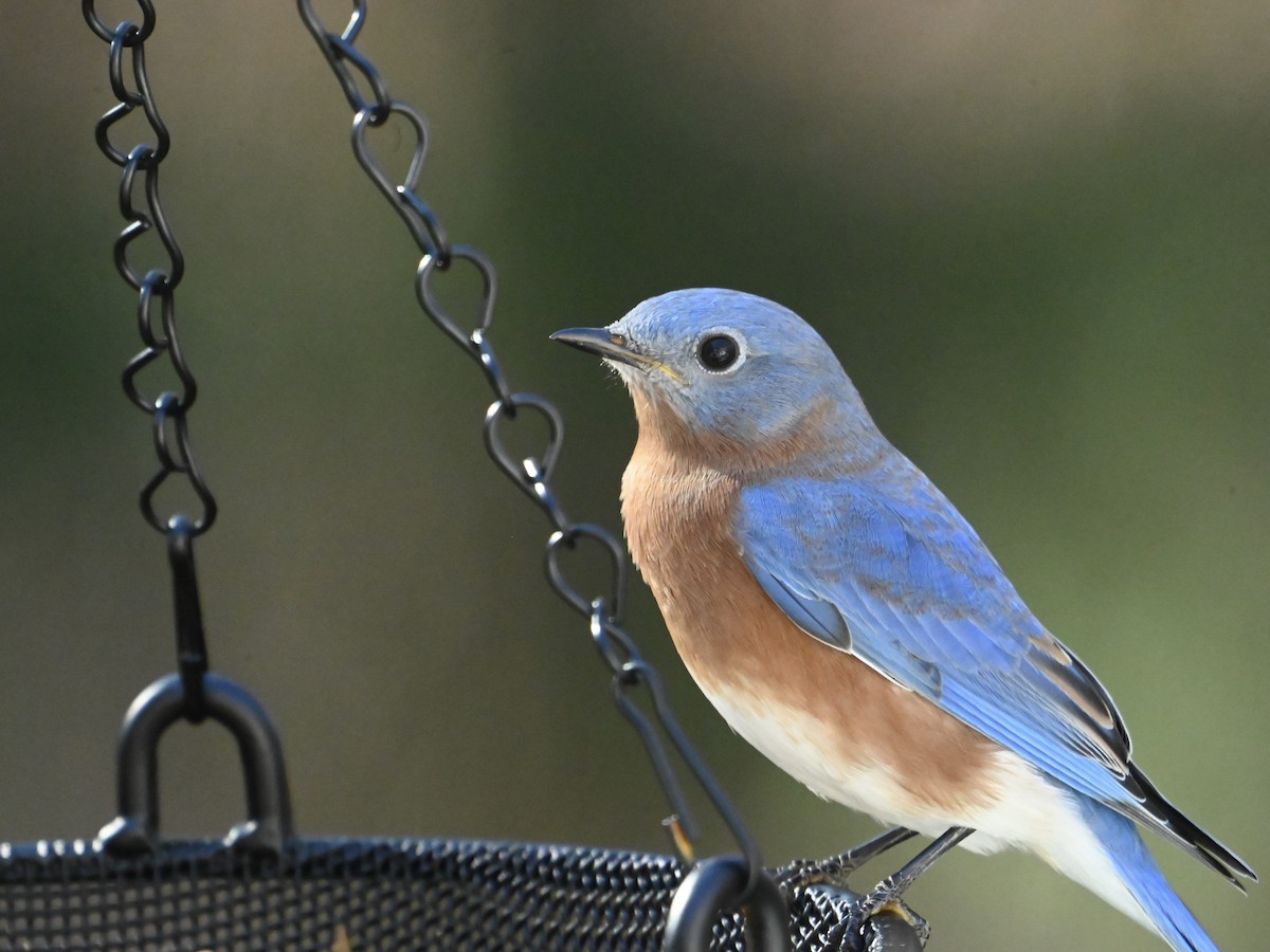 Eastern Bluebird - ML646306057