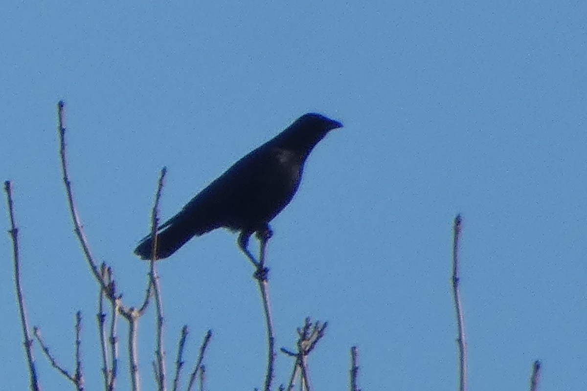 Carrion Crow - ML646306059