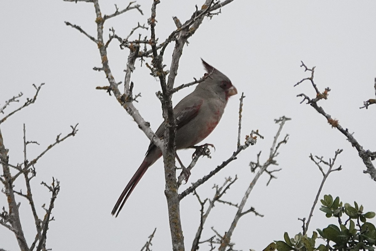 Pyrrhuloxia - ML646306063