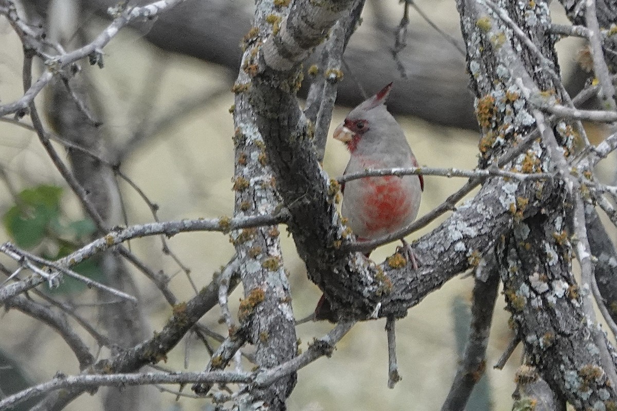 Pyrrhuloxia - ML646306064