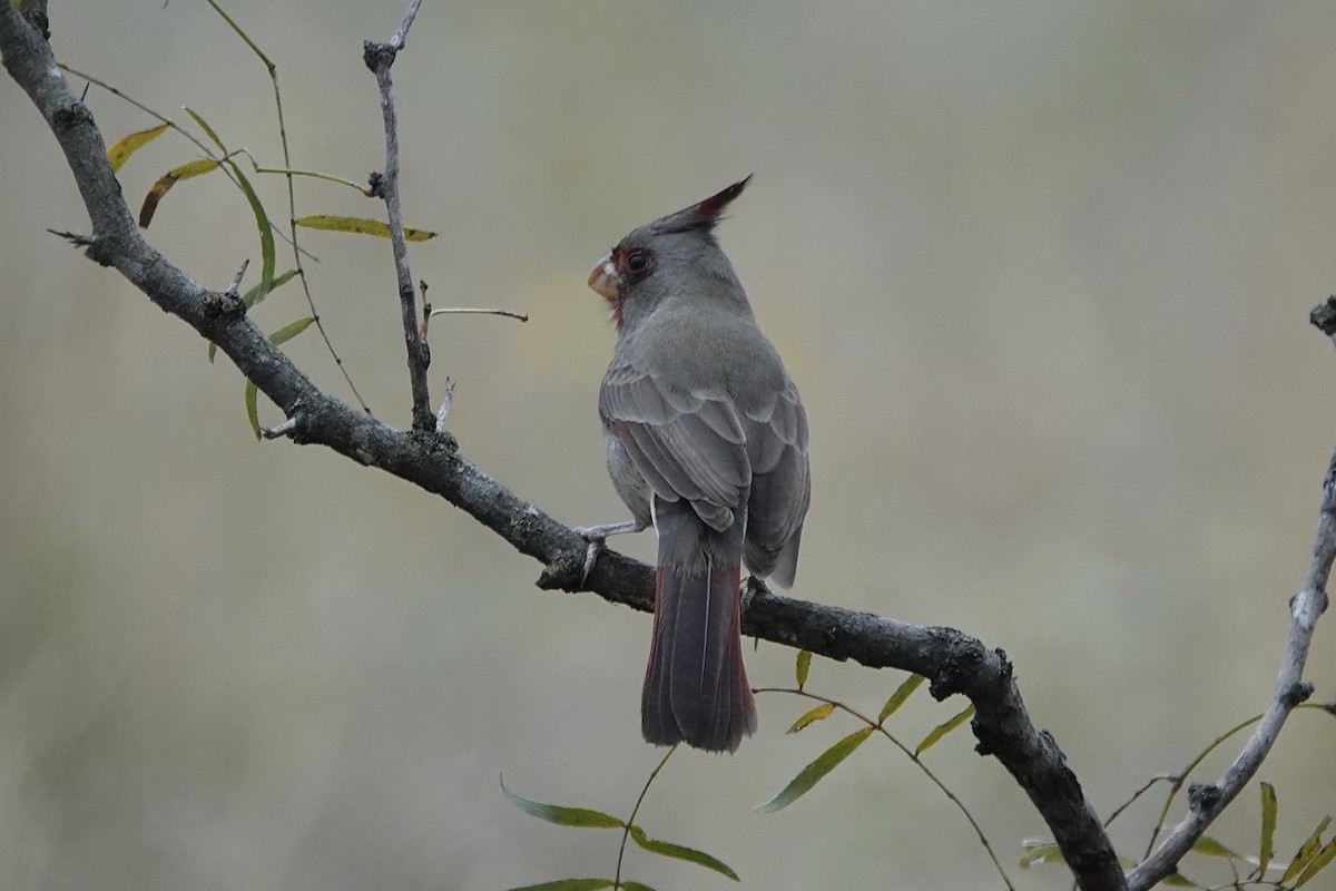 Pyrrhuloxia - ML646306065