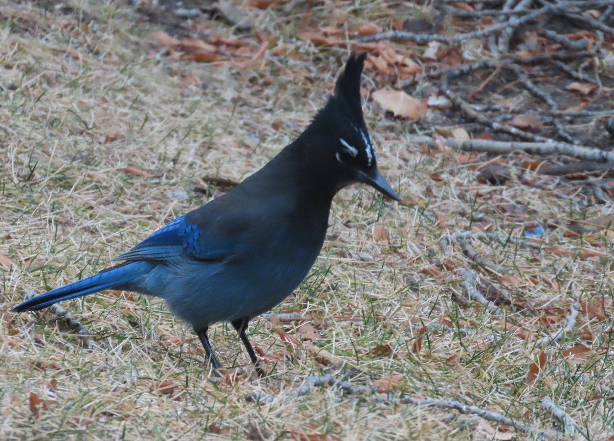 Steller's Jay (Southwest Interior) - ML646306067