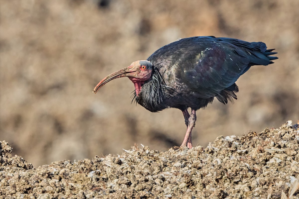 Northern Bald Ibis - ML646306072