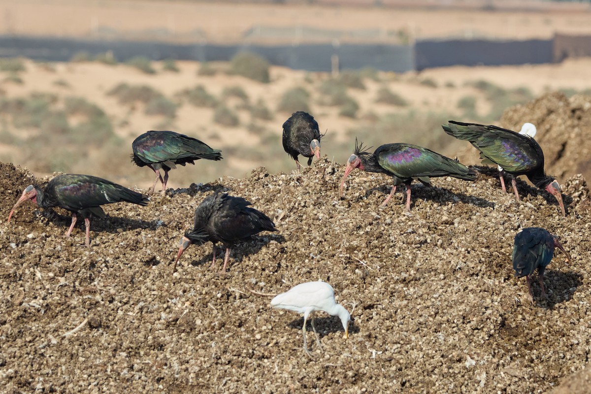 Northern Bald Ibis - ML646306073