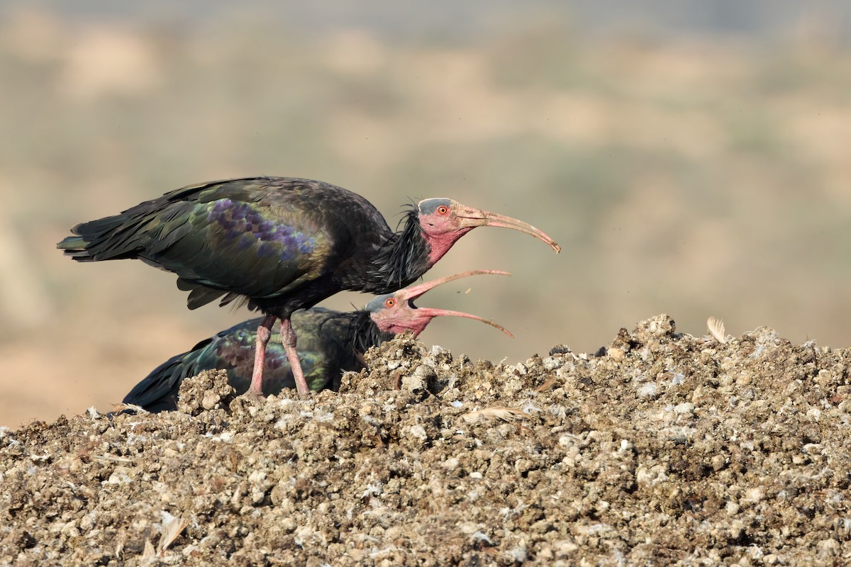 Northern Bald Ibis - ML646306074