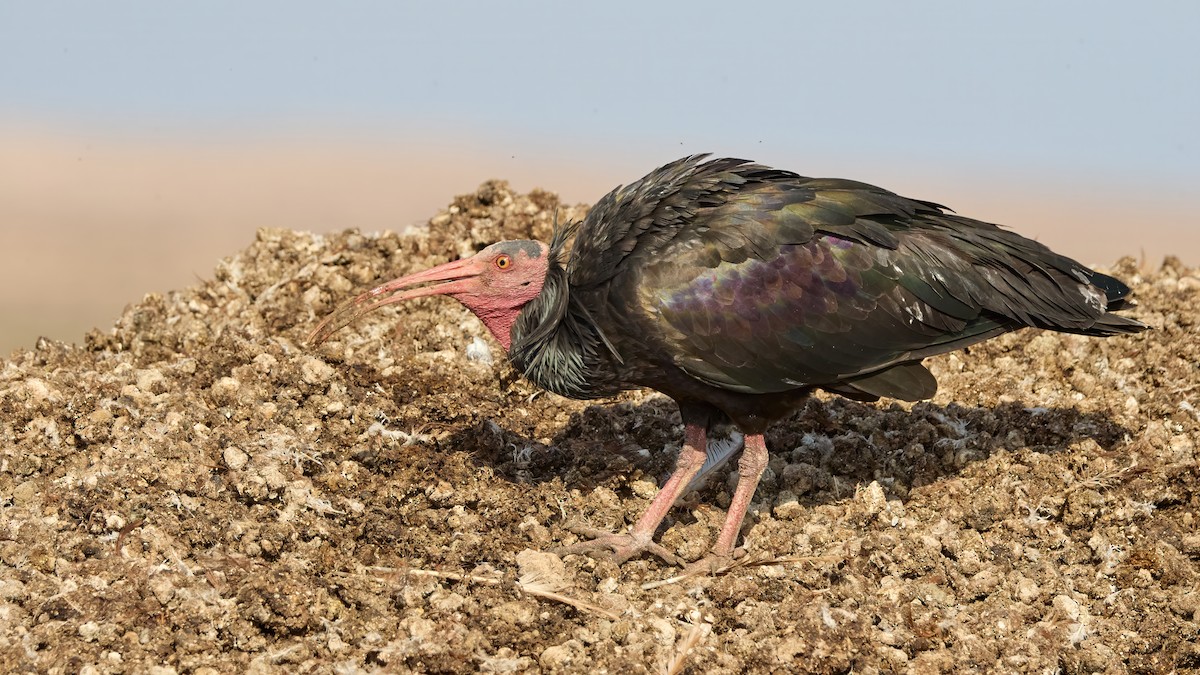 Northern Bald Ibis - ML646306075
