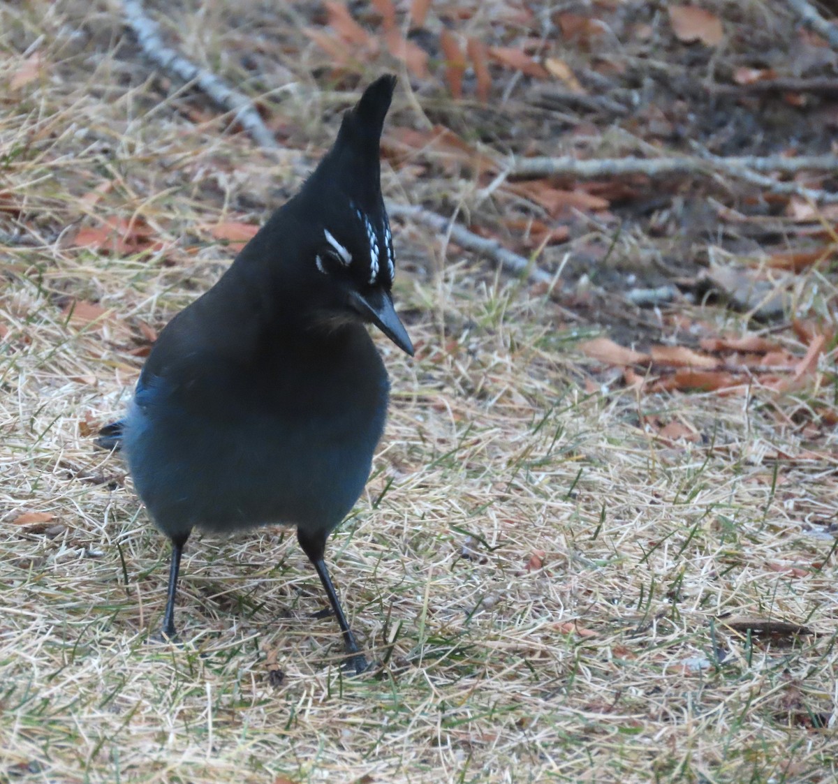 Steller's Jay (Southwest Interior) - ML646306076