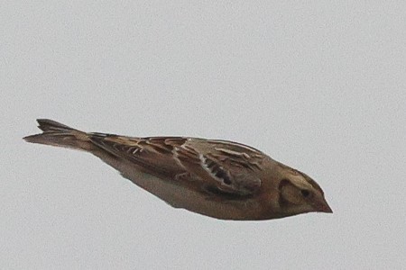 Lapland Longspur - ML646306078