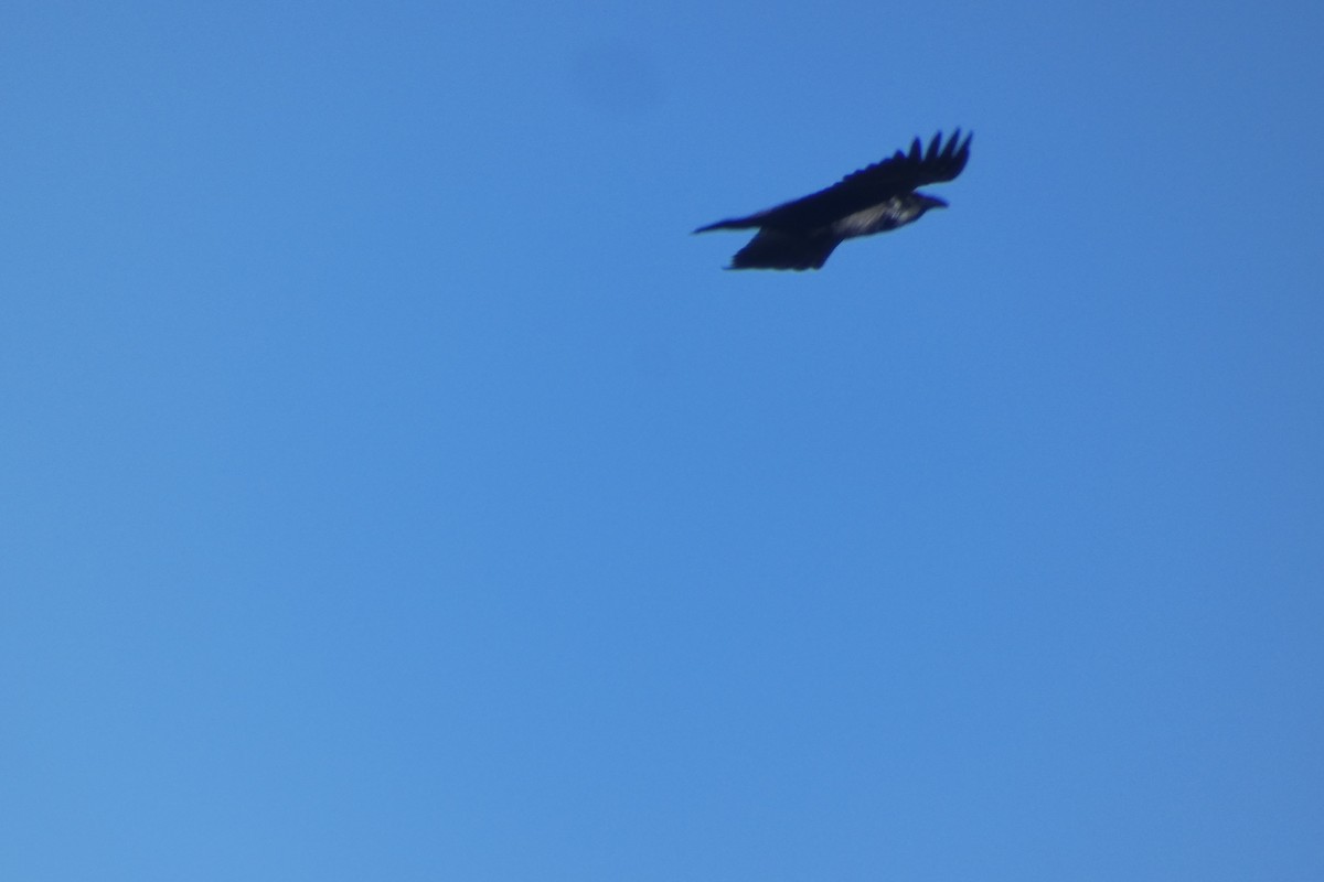 Common Raven - ML646306079