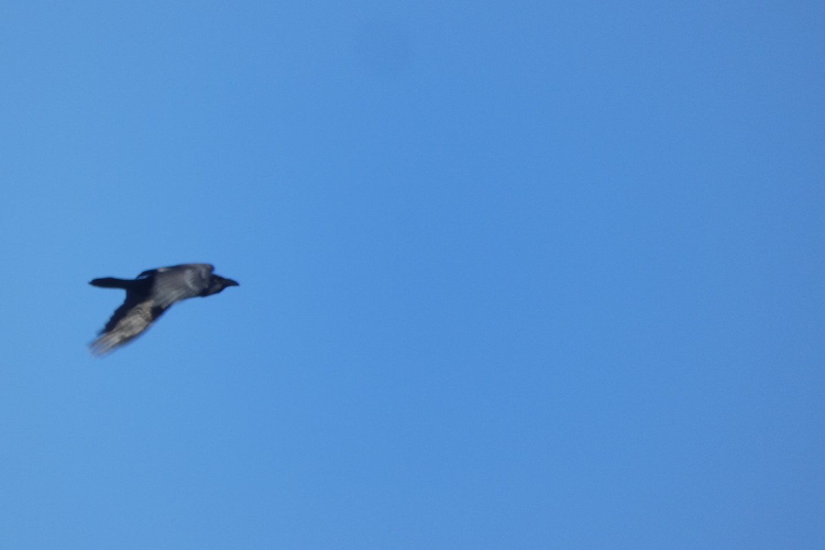 Common Raven - ML646306081