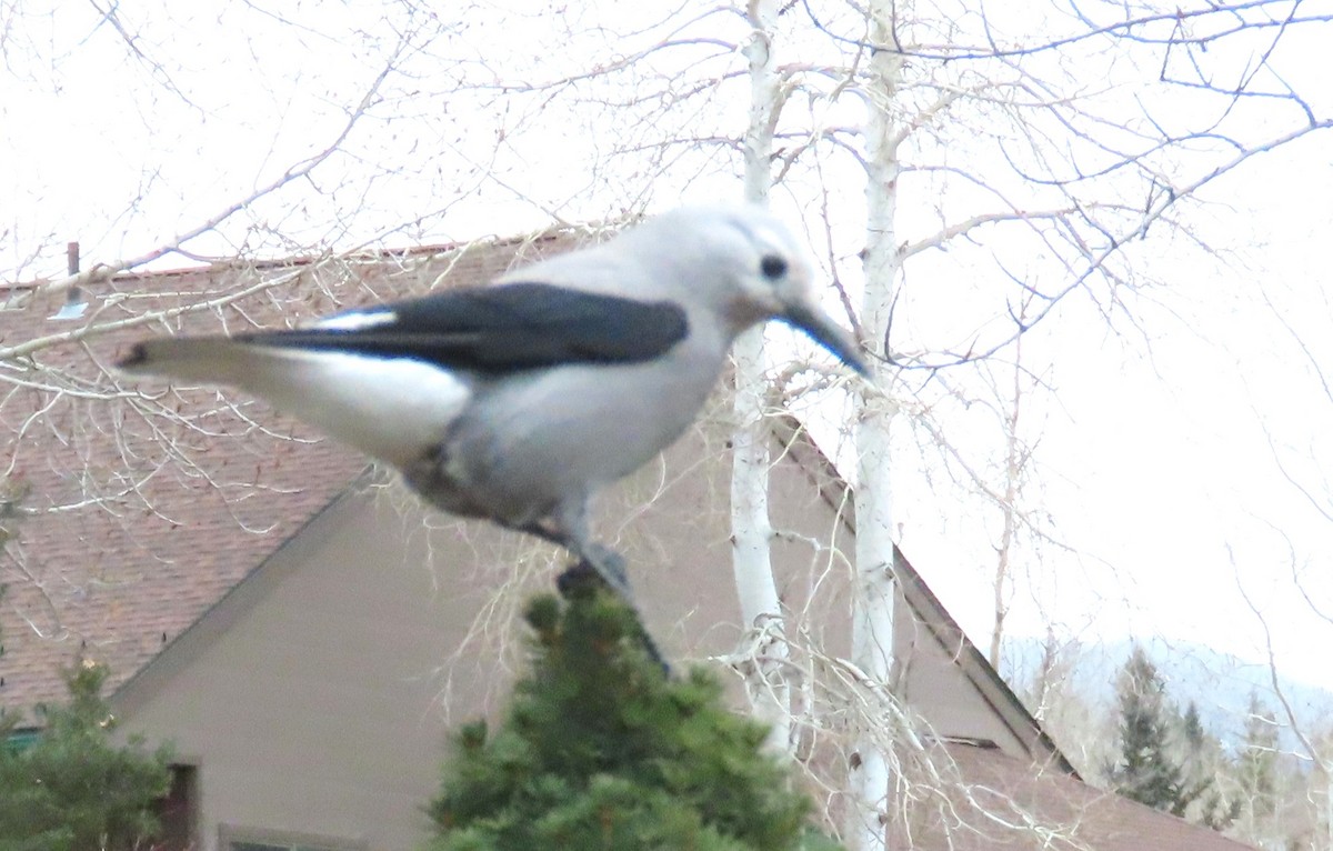 Clark's Nutcracker - ML646306082