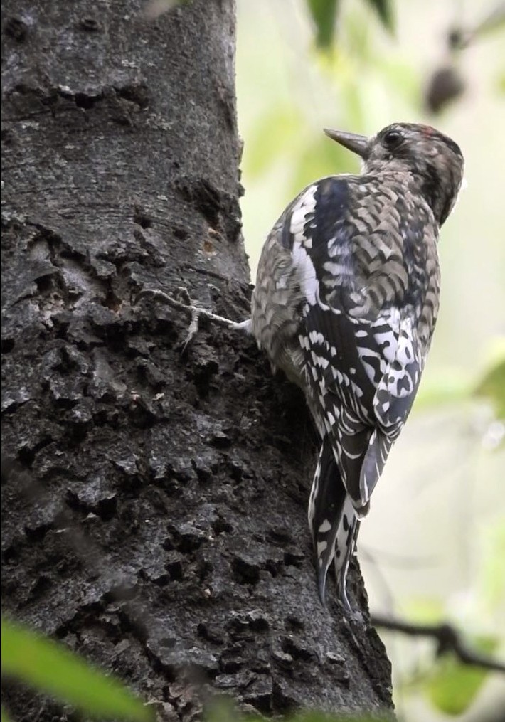 Yellow-bellied Sapsucker - ML646306085