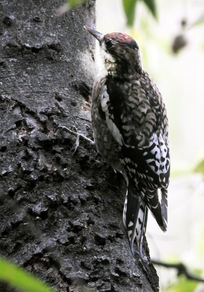 Yellow-bellied Sapsucker - ML646306086