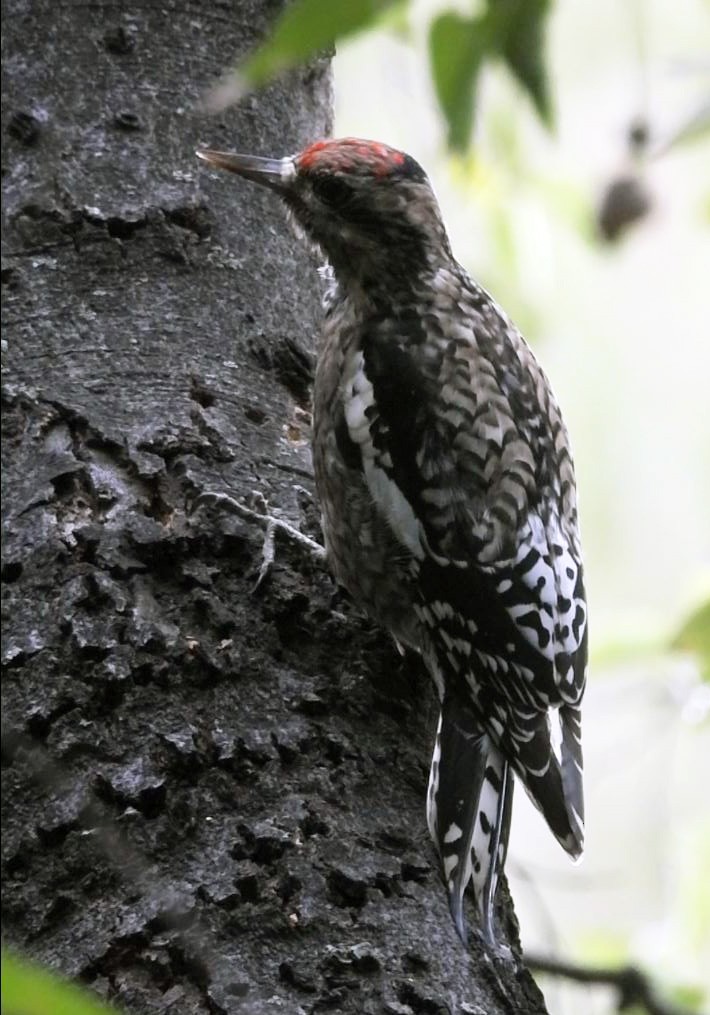 Yellow-bellied Sapsucker - ML646306087